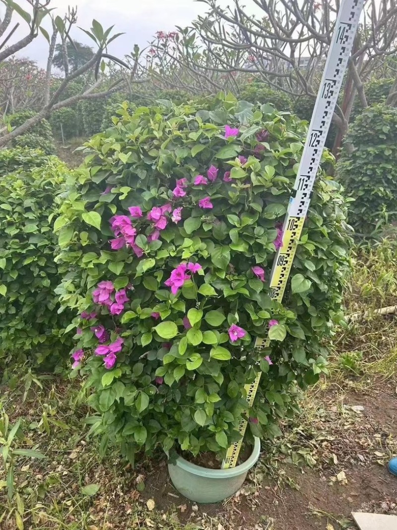 紫花三角梅1.2米至2米基地直销规格齐全欢迎老板来电