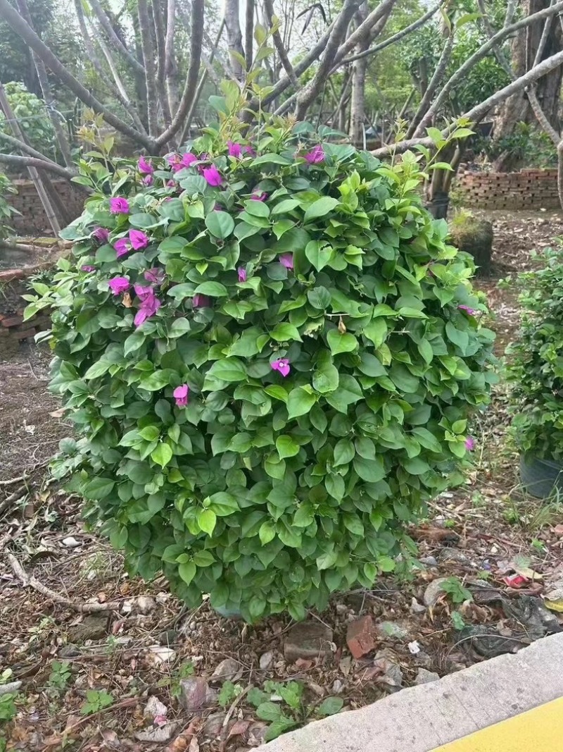 紫花三角梅1.2米至2米基地直销规格齐全欢迎老板来电