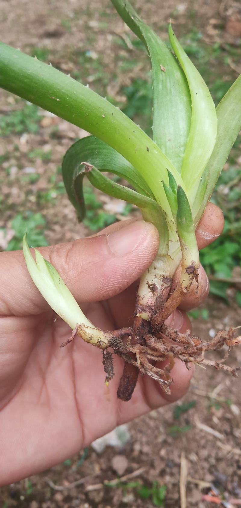 芦荟苗，包活，10至20公分，天然消肿，观赏之效