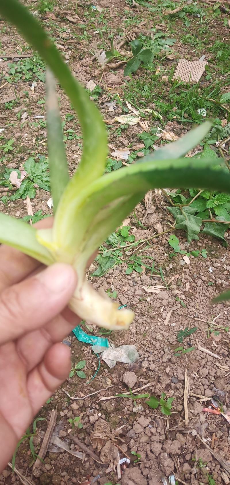 芦荟苗，包活，10至20公分，天然消肿，观赏之效