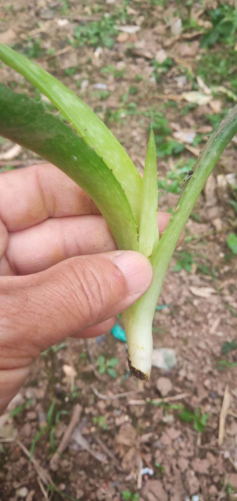 芦荟苗，包活，10至20公分，天然消肿，观赏之效