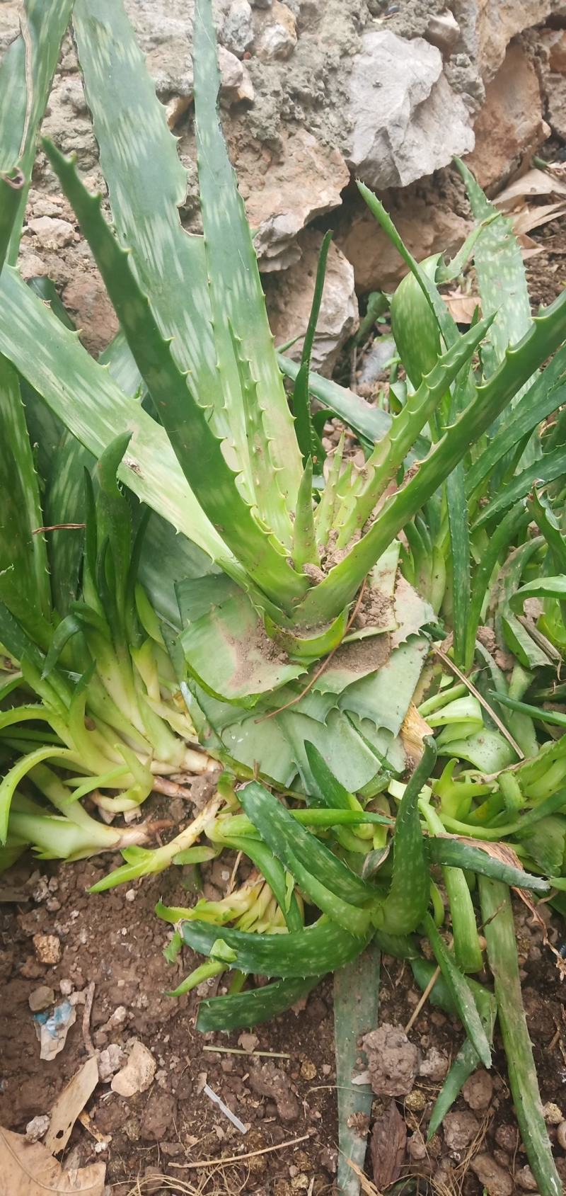 芦荟苗，包活，10至20公分，天然消肿，观赏之效