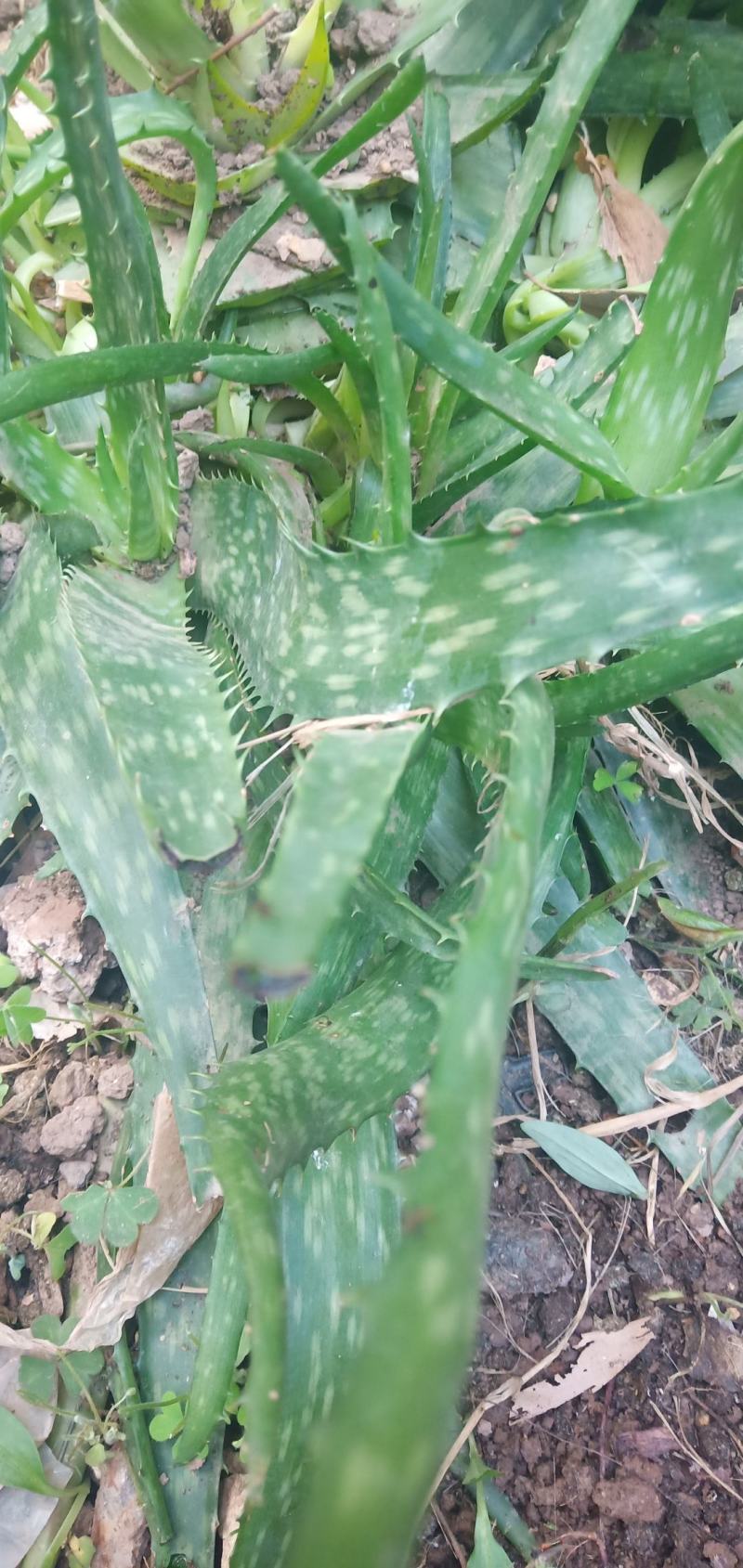 芦荟苗，包活，10至20公分，天然消肿，观赏之效