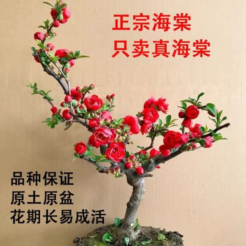 长寿冠海棠花重瓣红色海棠四季种植花卉盆景日本海棠山东基地