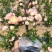 长寿冠海棠花重瓣红色海棠四季种植花卉盆景日本海棠山东基地