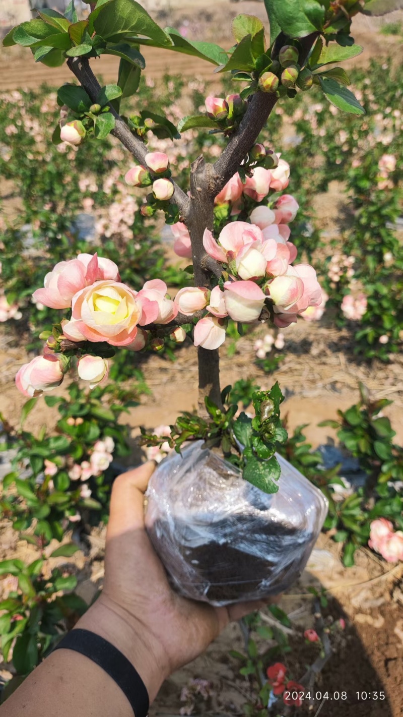 长寿冠海棠花重瓣红色海棠四季种植花卉盆景日本海棠山东基地