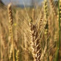 2024新小麦，量大，预计6月5-8号收