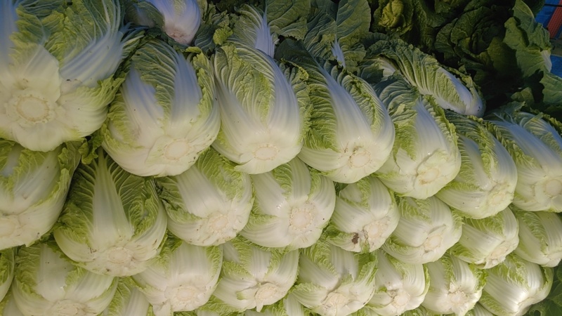 利川市高山大白菜