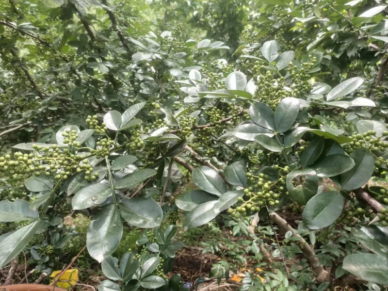 精品青花椒，颜色好，质量优，常年供应，黑龙江。欢迎下单