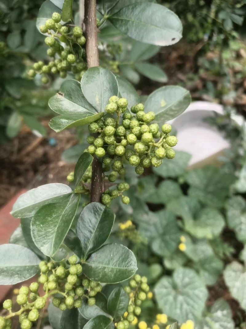 精品青花椒，颜色好，质量优，常年供应，黑龙江。欢迎下单