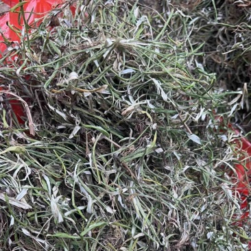 天青地白野生天青地白草品质好，新货供应干度足
