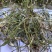 天青地白野生天青地白草品质好，新货供应干度足