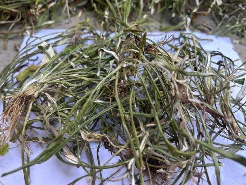 天青地白野生天青地白草品质好，新货供应干度足