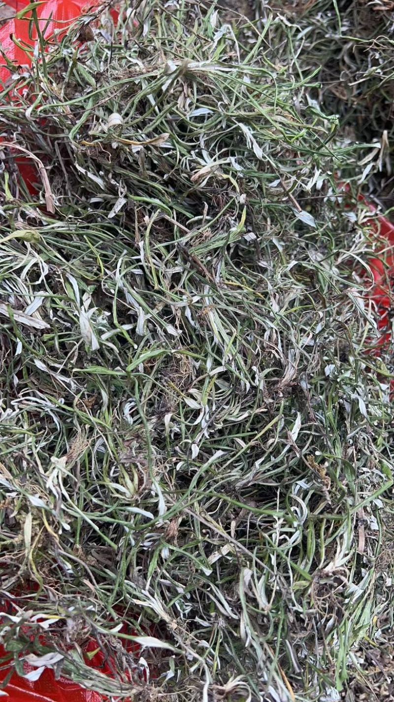 天青地白野生天青地白草品质好，新货供应干度足