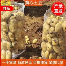 黄心黄皮土豆大量供应电商市场商超保质保