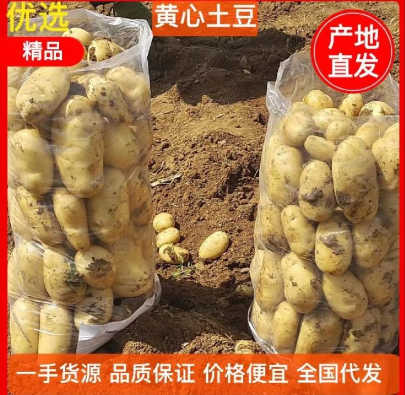 黄心黄皮土豆大量供应电商市场商超保质保