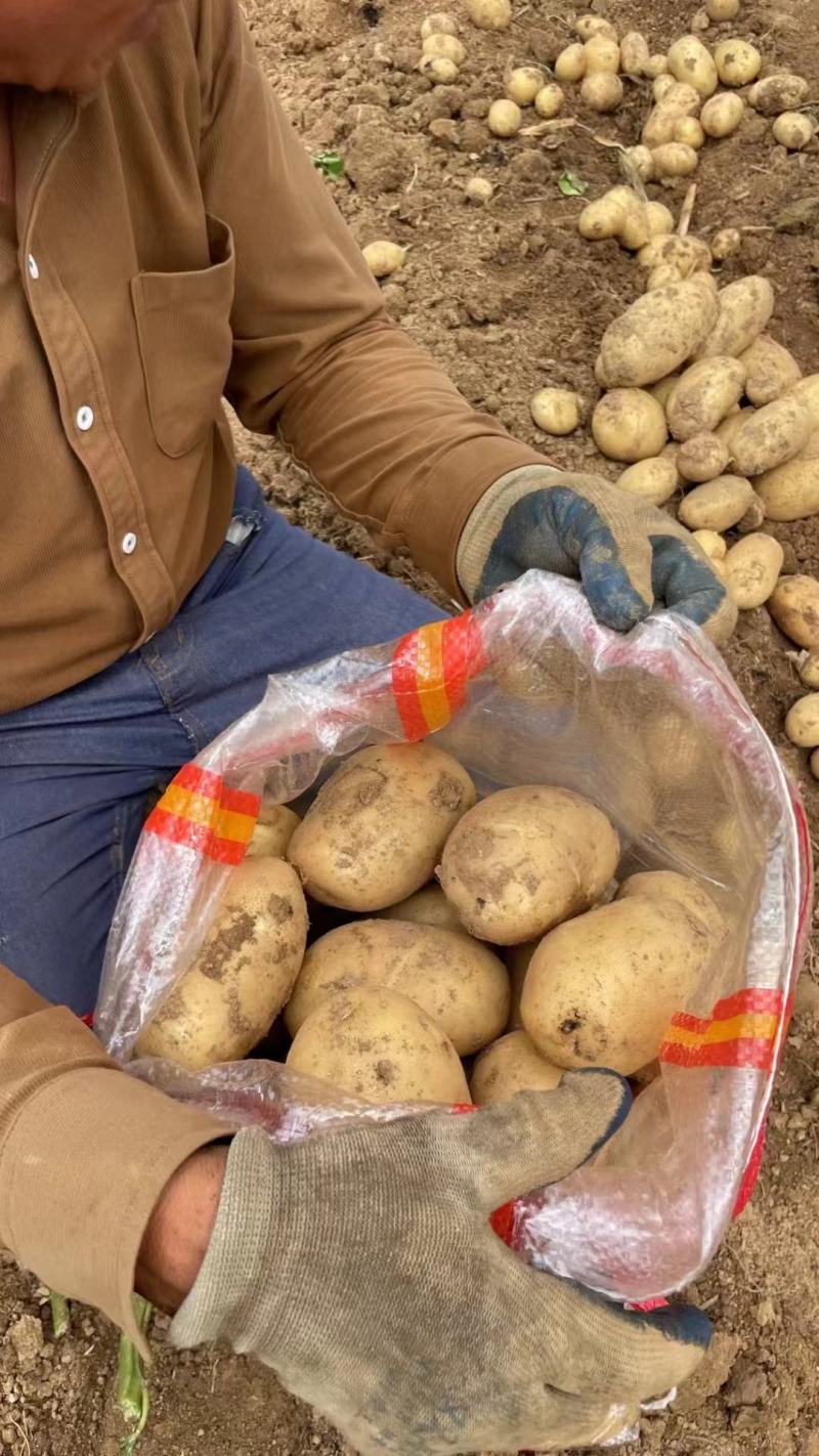 黄心黄皮土豆大量供应电商市场商超保质保