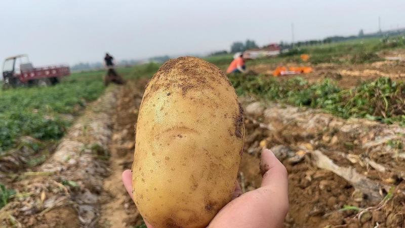 黄心黄皮土豆大量供应电商市场商超保质保