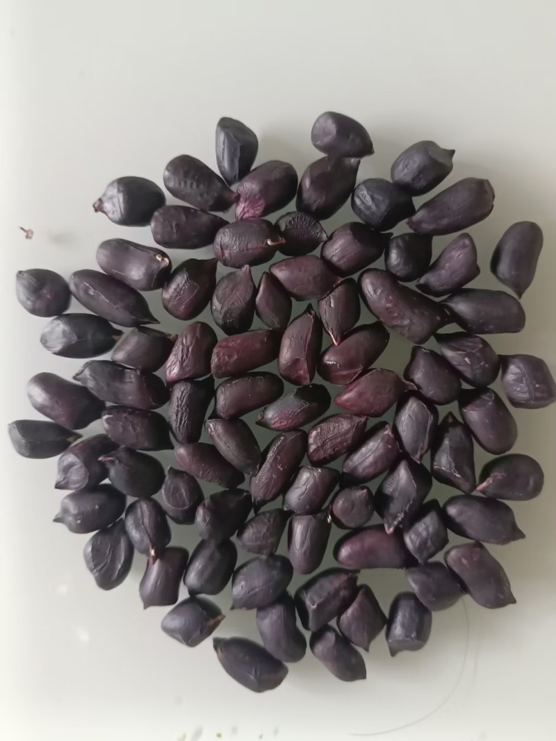 云南七彩花生，黑花生（干货）（鲜货）