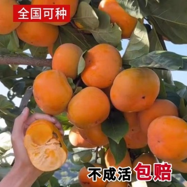 嫁接阳丰脆甜柿子树苗日本甜柿树苗南北方庭院种植地栽批发价