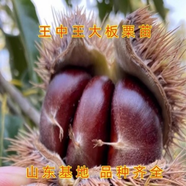 锥栗子苗嫁接栗树苗锥栗树苗建瓯锥栗苗尖栗苗当年结果