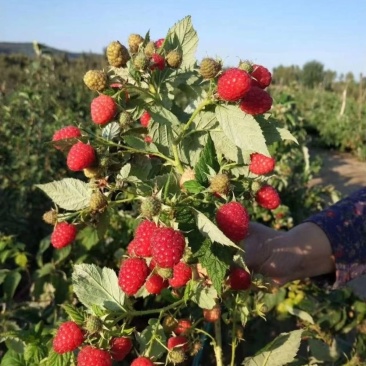 双季树莓覆盆子树苗树莓苗黄黑红树莓苗南北方盆栽地栽果树苗