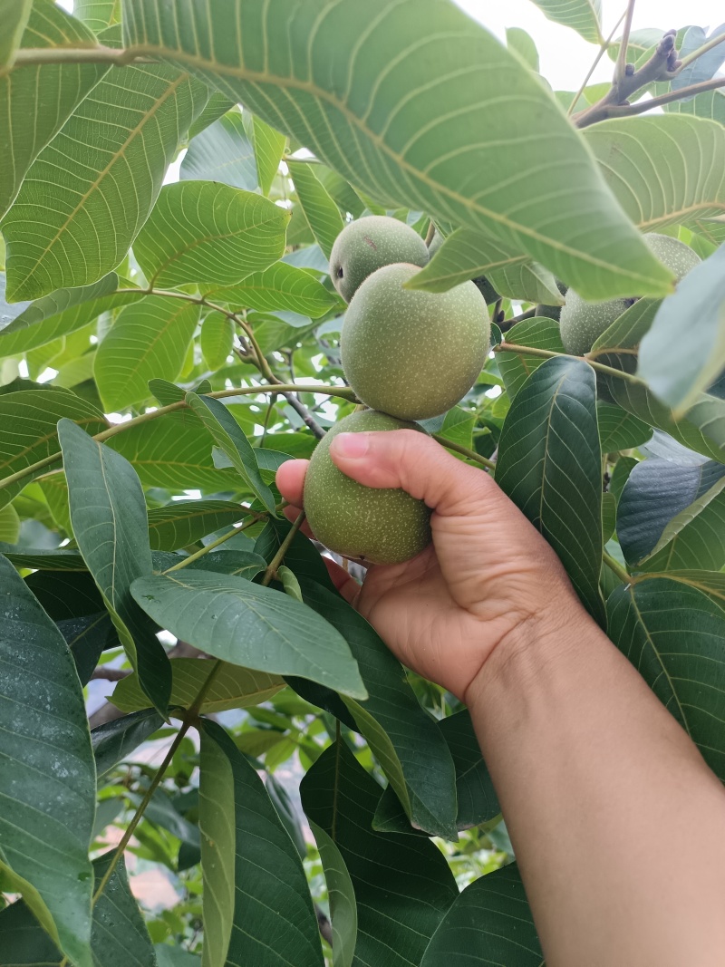 大凉山盐源县大优鲜核桃预售，有需要的老板欢迎实地考察采购