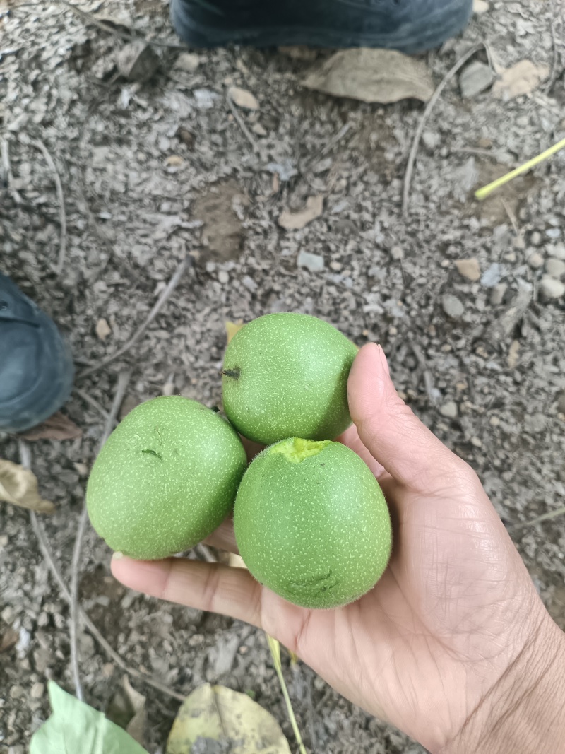 大凉山盐源县大优鲜核桃预售，有需要的老板欢迎实地考察采购