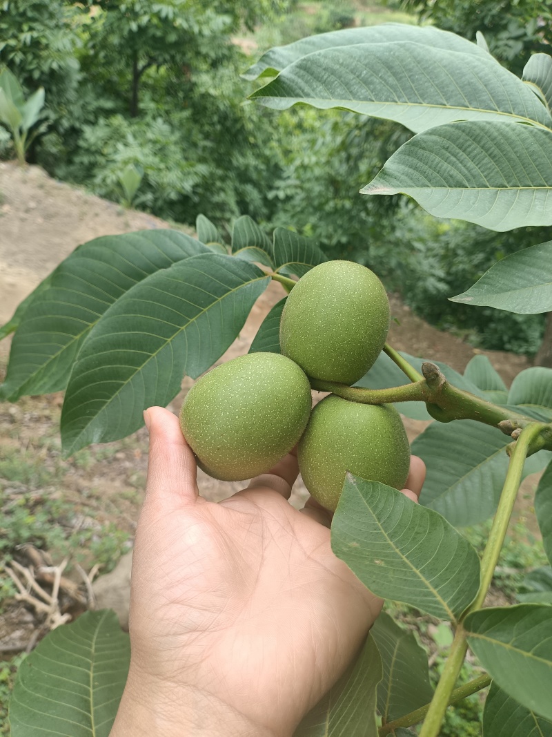 大凉山盐源县大优鲜核桃预售，有需要的老板欢迎实地考察采购