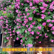 东北耐寒蔷薇花盆栽耐寒零下37度粉团二年苗当年开花批发价