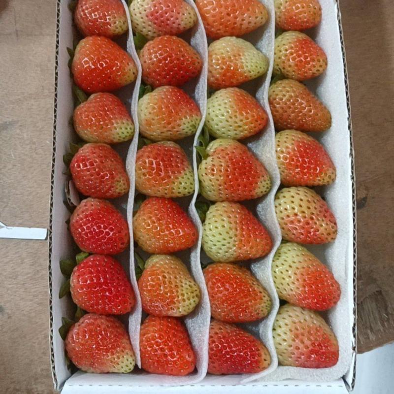 蒙特瑞草莓草莓优质草莓供应产地直发口感超好量大欢迎来电