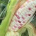 江苏新鲜玉米甜玉米花玉米货源充足价格实惠欢迎联