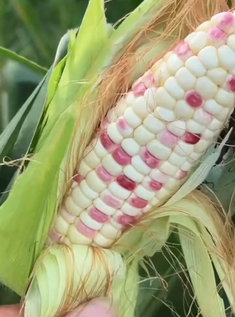 江苏新鲜玉米甜玉米花玉米货源充足价格实惠欢迎联