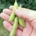 江苏毛豆翠绿宝毛豆量大从优以质量求生存欢迎咨询选购