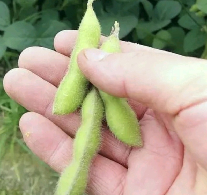 江苏毛豆翠绿宝毛豆量大从优以质量求生存欢迎咨询选购