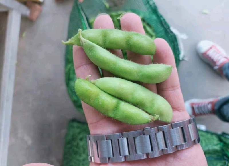 江苏毛豆翠绿宝毛豆量大从优以质量求生存欢迎咨询选购