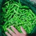江苏毛豆翠绿宝毛豆量大从优以质量求生存欢迎咨询选购