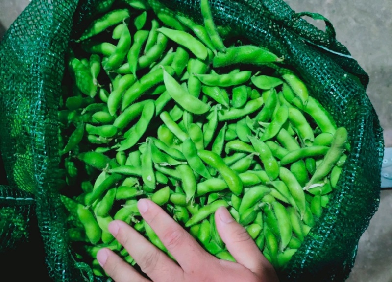 江苏毛豆翠绿宝毛豆量大从优以质量求生存欢迎咨询选购