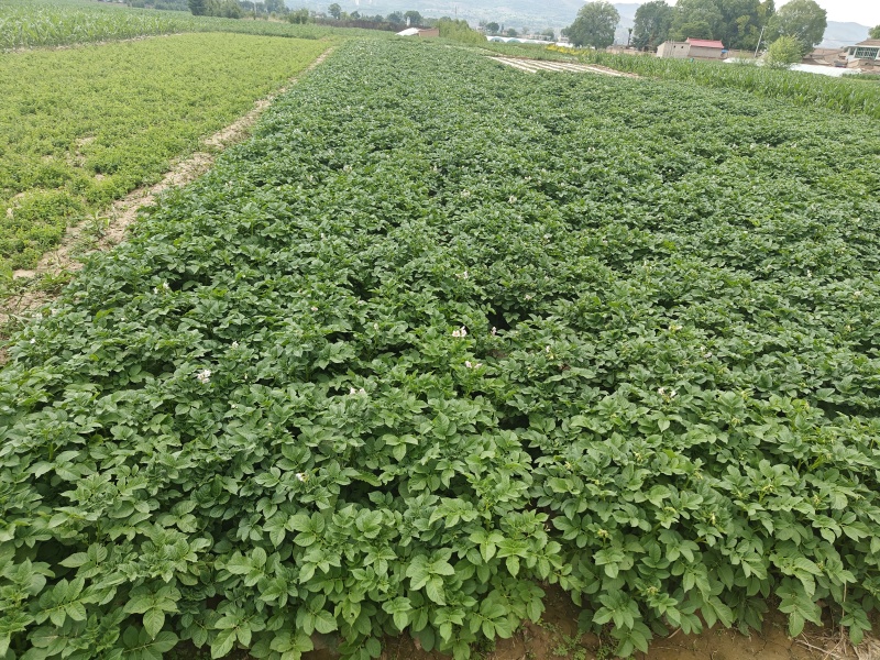 定西高山土豆希森沃土黄皮黄心产地直发商超支持电商平台一件