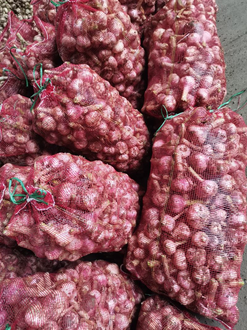 大蒜新鲜临沂大蒜头红皮干蒜诚信经营一手货源供批发市场