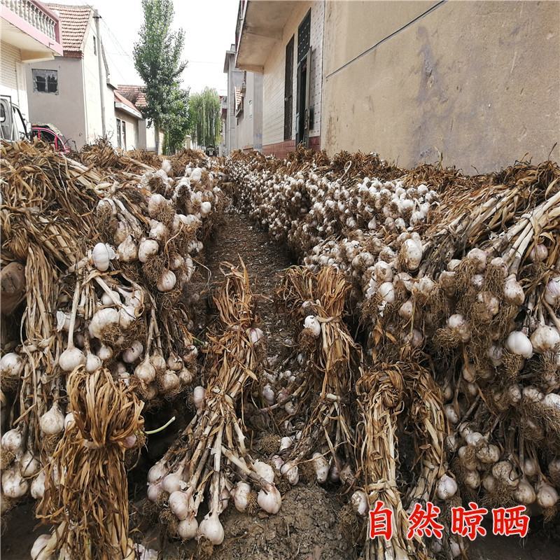 大蒜新鲜临沂大蒜头红皮干蒜诚信经营一手货源供批发市场