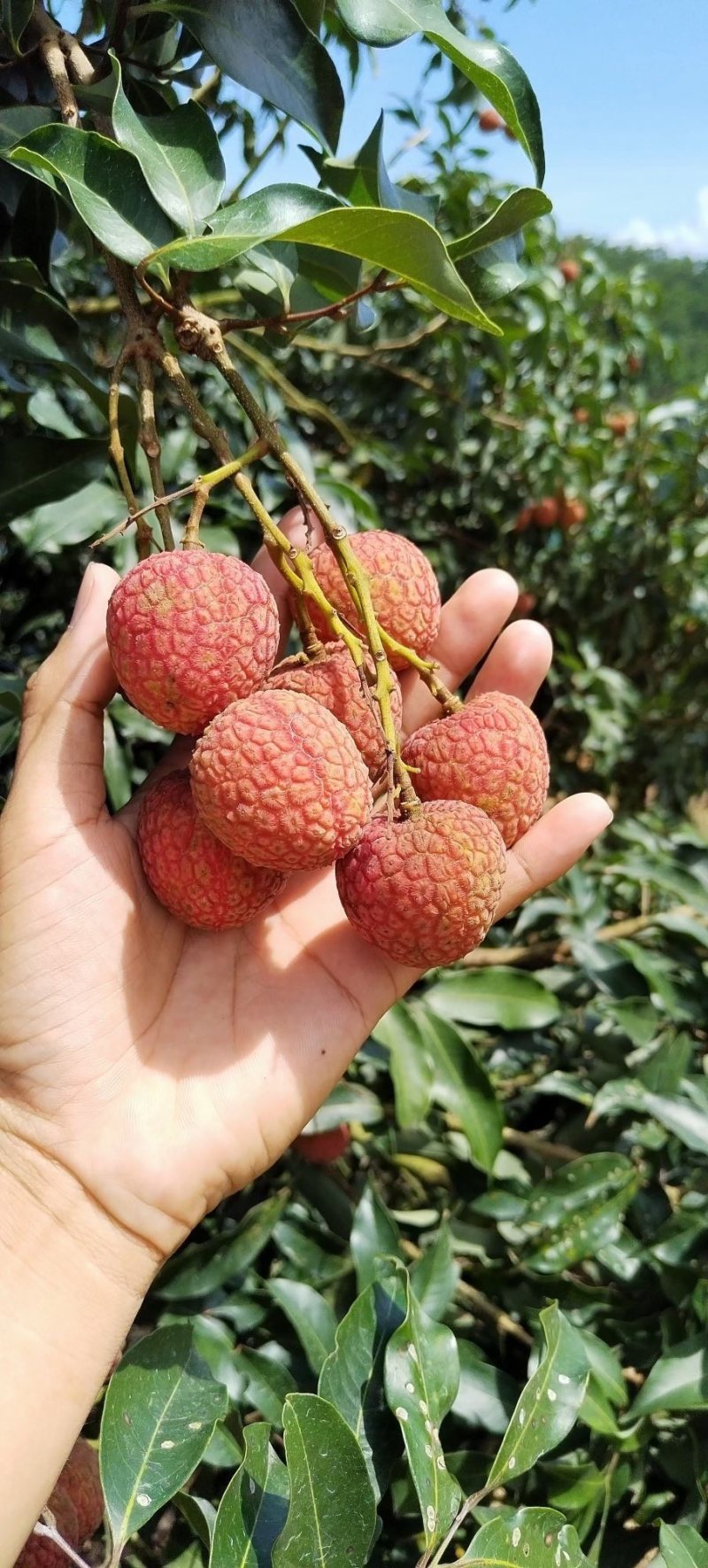 正宗广西灵山本地妃子笑荔枝产地直发全国发货质量保证