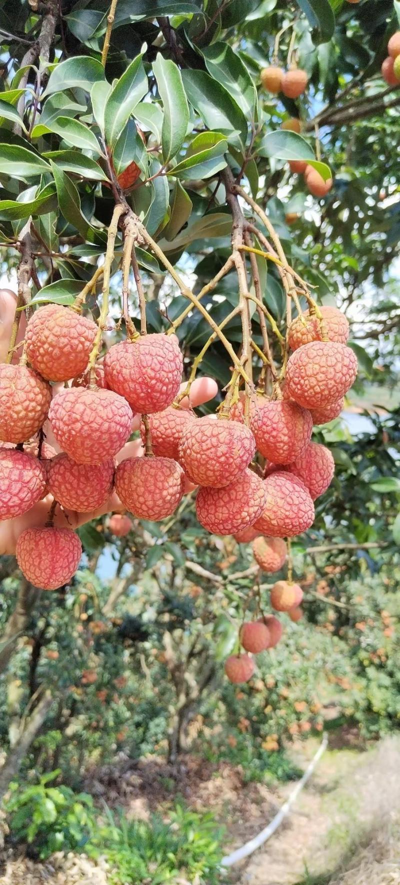 正宗广西灵山本地妃子笑荔枝产地直发全国发货质量保证