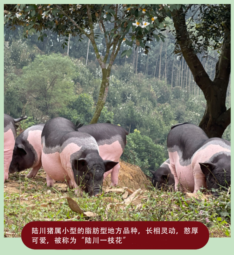 【陆川猪纯肉肠】【烤肠】工厂价直销，健康实惠！