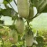 百香甜瓜