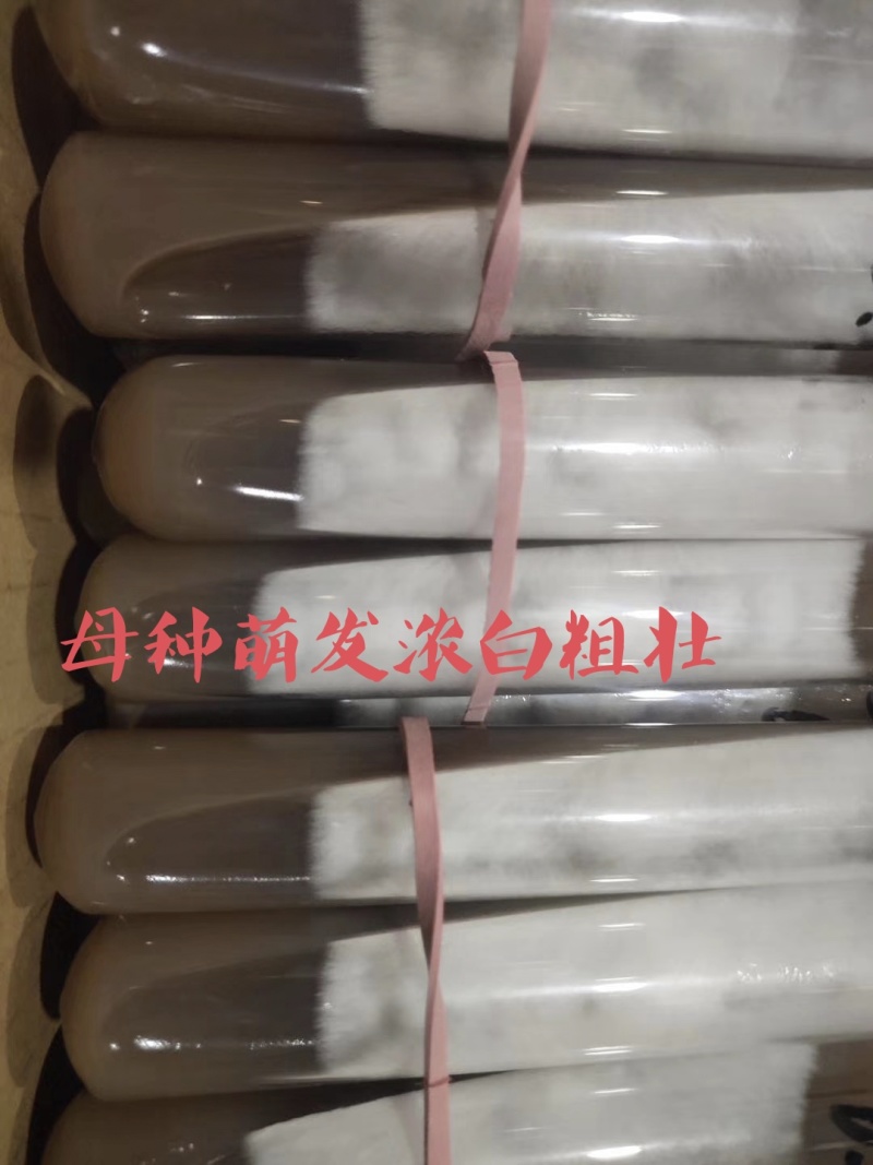 颜色黑，叶片肥厚，耐温抗病“黑平301”母种，原种栽培种