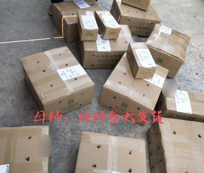 颜色黑，叶片肥厚，耐温抗病“黑平301”母种，原种栽培种