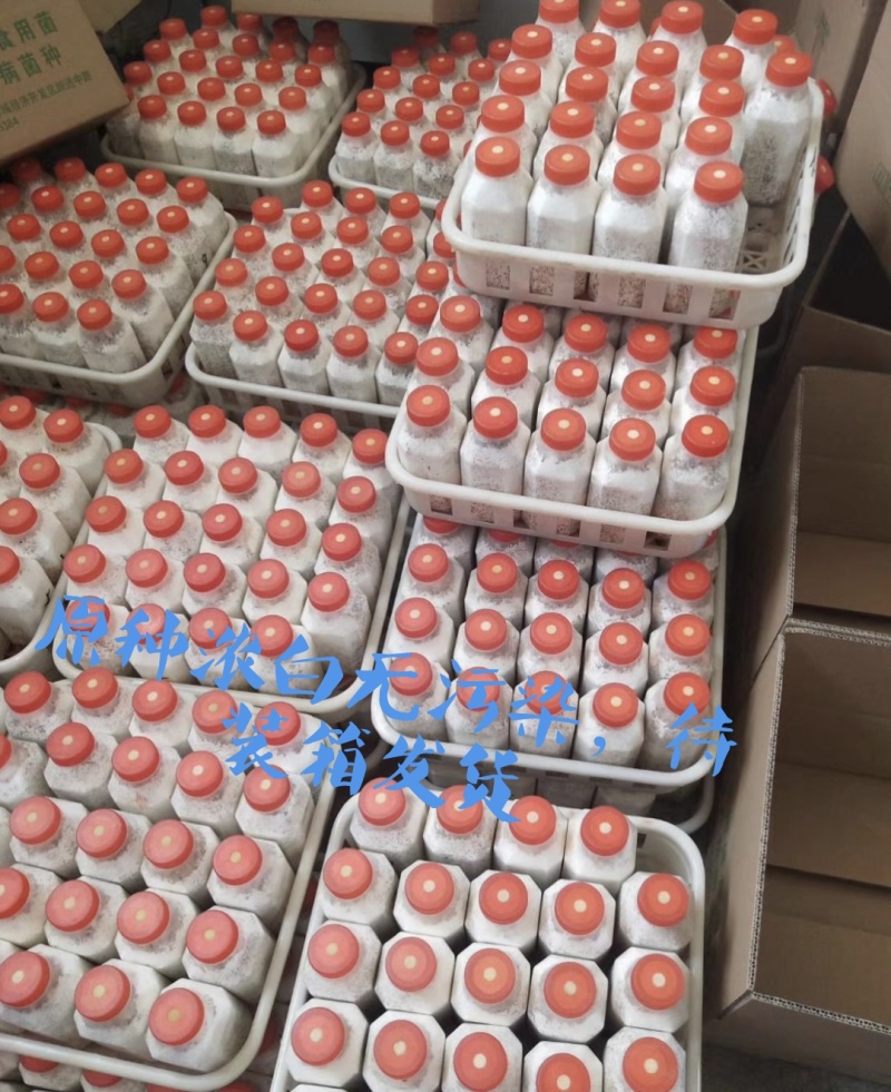 颜色黑，叶片肥厚，耐温抗病“黑平301”母种，原种栽培种