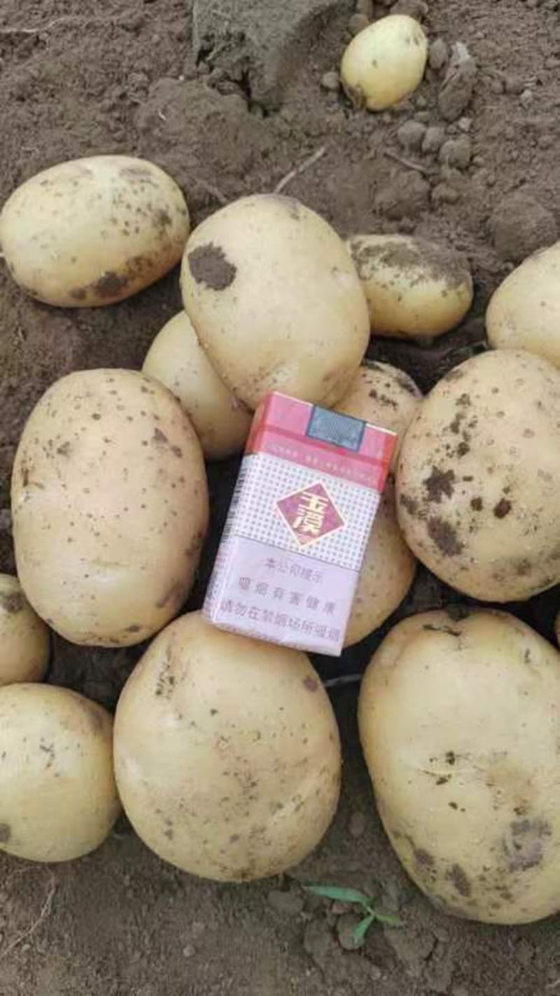 绥中沃土五号土豆大量供应全国客商欢迎采购