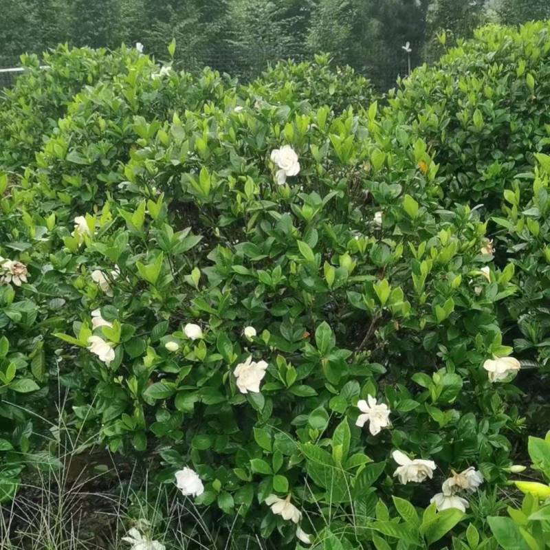 栀子花